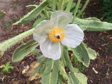 Meconopsis betonicifolia alba